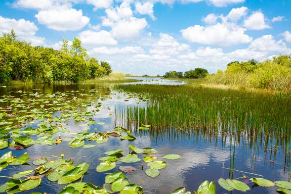 Oferta: Everglades + Autobús turístico de Big Bus + Casas de los Famosos