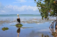 Excursión a los Everglades + Paseo en barco por Las Casas de los Famosos